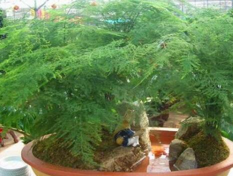 文竹盆景的繁殖方法有哪些